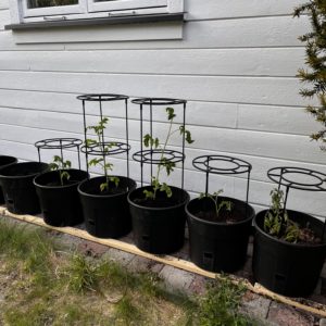 Utplanting av tomat