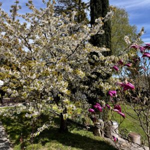 Morell og magnolia